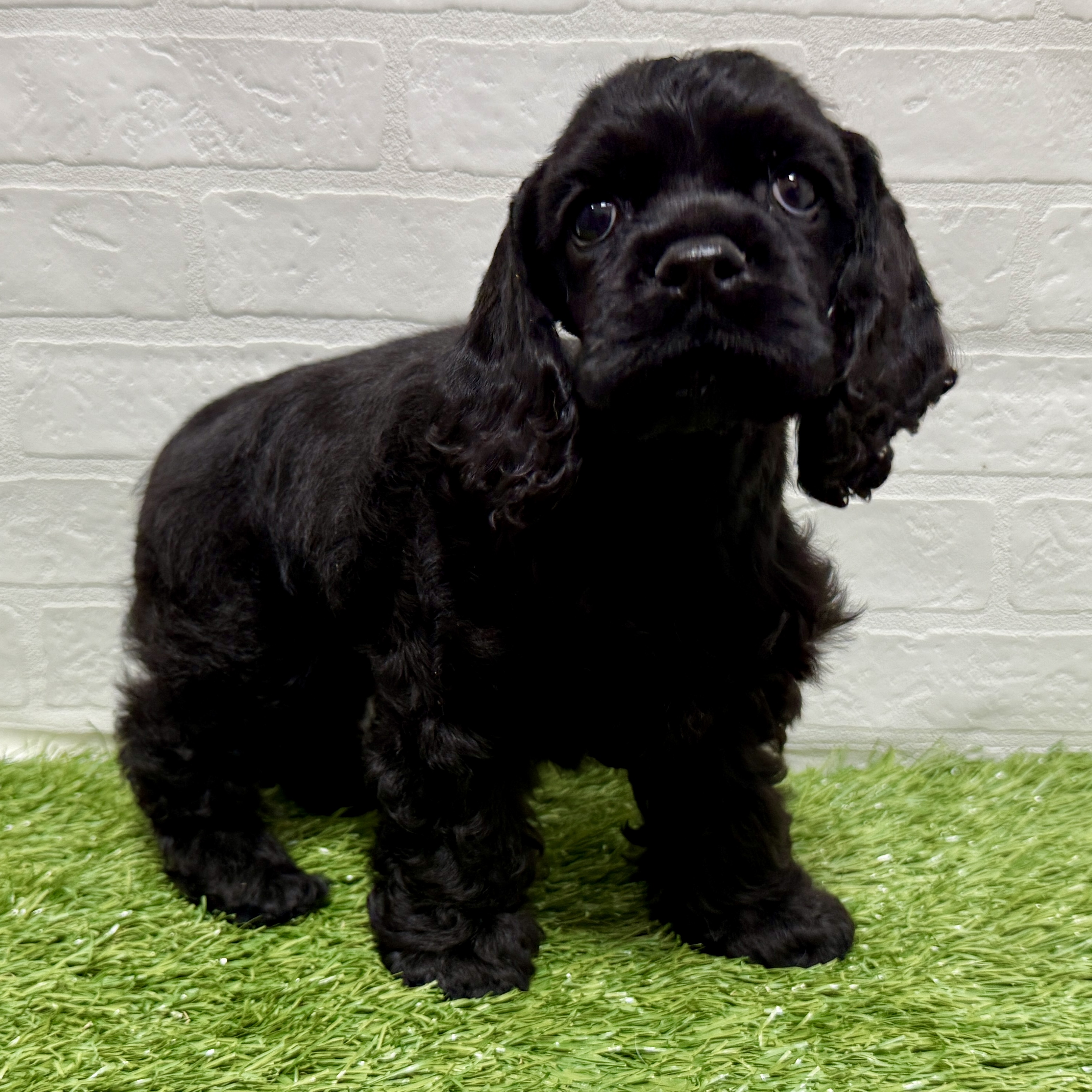 兵庫県のアメリカンコッカースパニエル (ワンニャンハウス神戸北町店/2025年10月8日生まれ/女の子/ブラック)の子犬の4枚目の画像