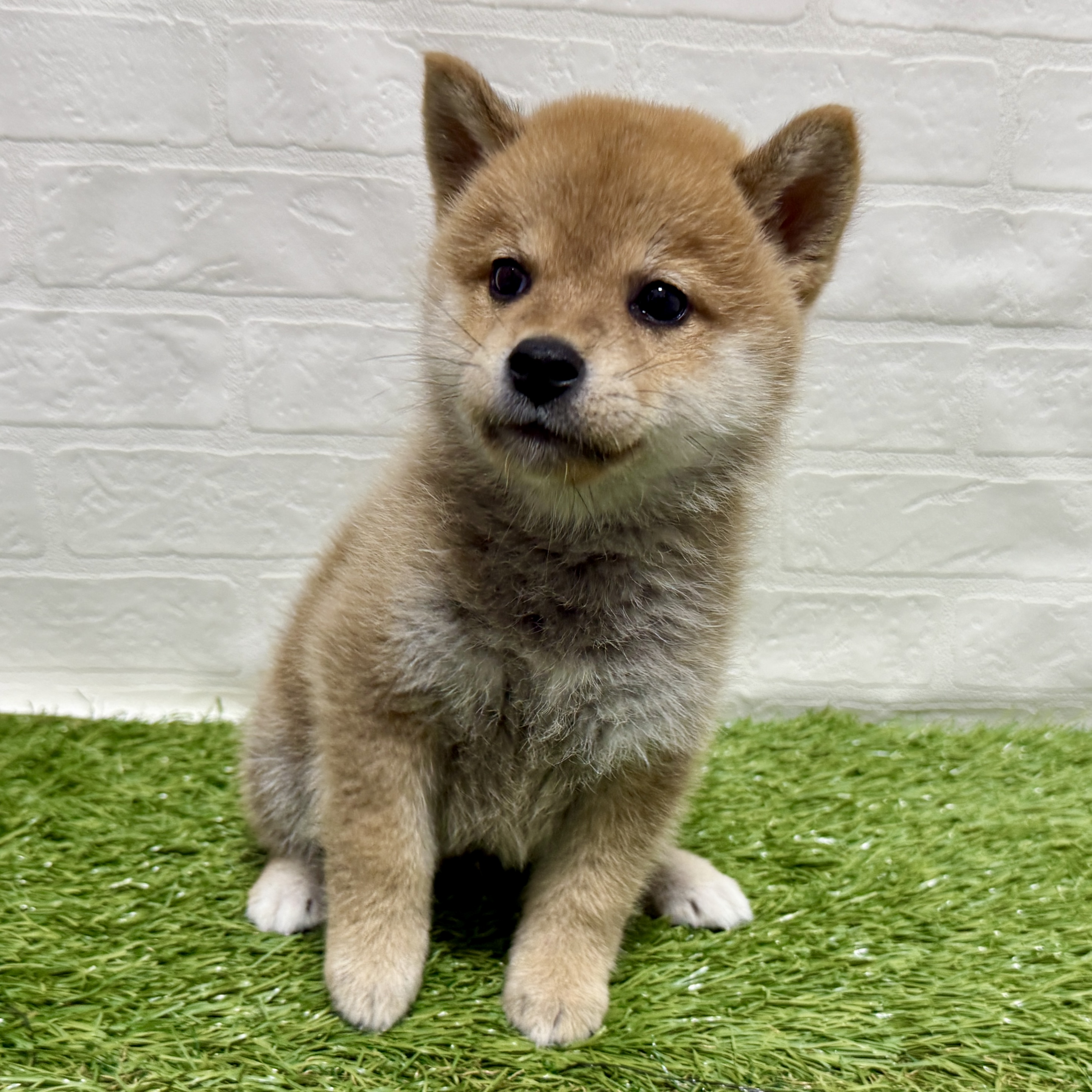 兵庫県の柴犬(標準サイズ) (ワンニャンハウス神戸北町店/2025年8月3日生まれ/男の子/赤)の子犬の4枚目の画像