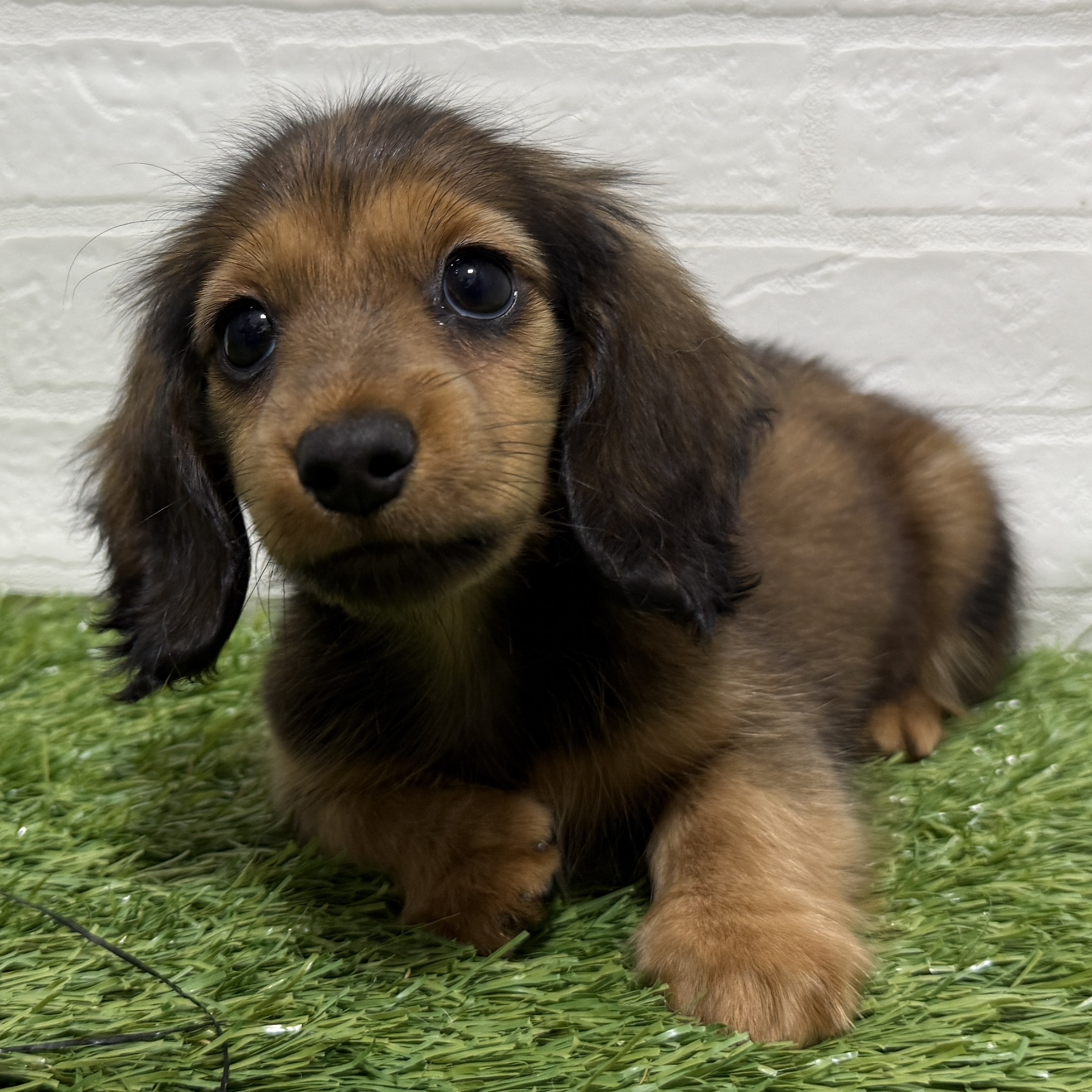 兵庫県のミニチュアダックスフンド(ロング) (ワンニャンハウス神戸北町店/2025年9月4日生まれ/女の子/レッド)の子犬の4枚目の画像