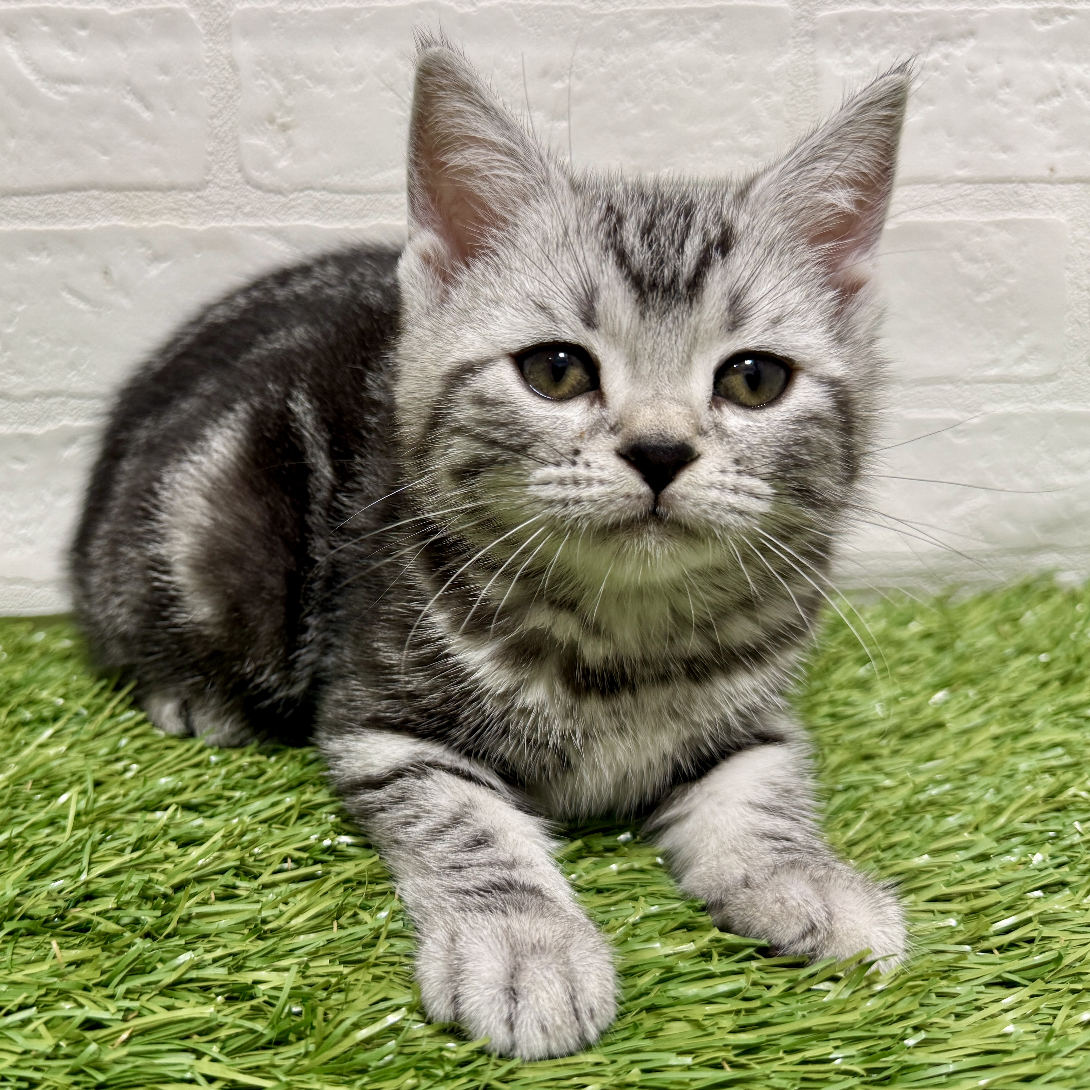 兵庫県のアメリカンショートヘアー (ワンニャンハウス神戸北町店/2026年2月3日生まれ/女の子/シルバータビー)の子猫の3枚目の画像