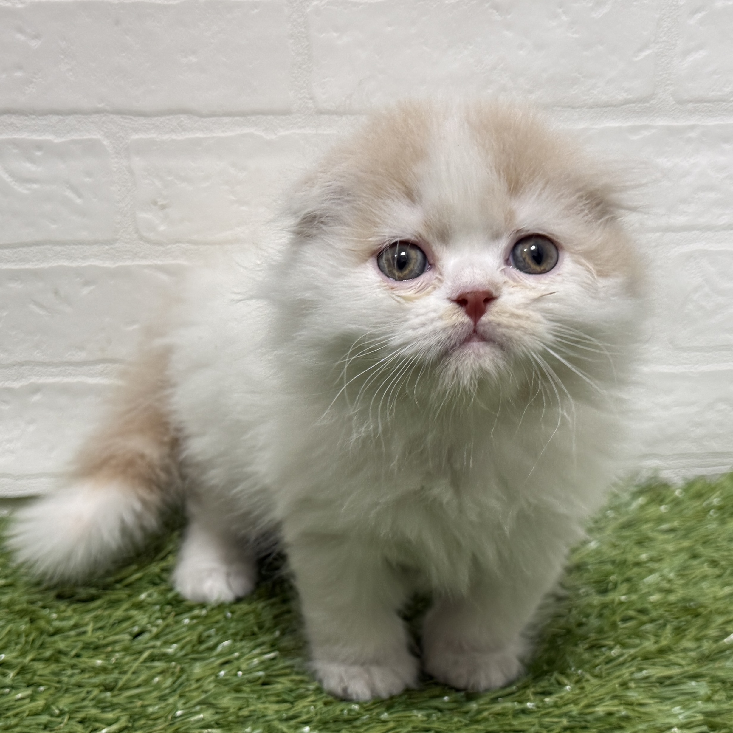 兵庫県のスコティッシュフォールド (ワンニャンハウス神戸北町店/2025年12月22日生まれ/男の子/クリームホワイト)の子猫の4枚目の画像