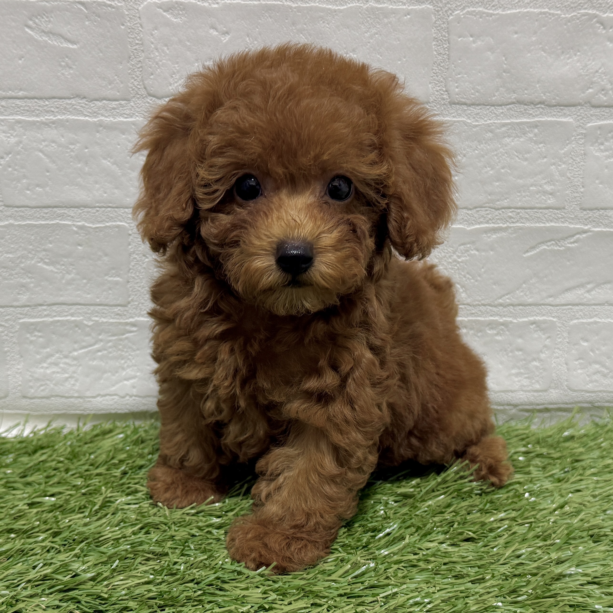 兵庫県のトイプードル(トイ) (ワンニャンハウス神戸北町店/2025年9月28日生まれ/女の子/レッド)の子犬の1枚目の画像