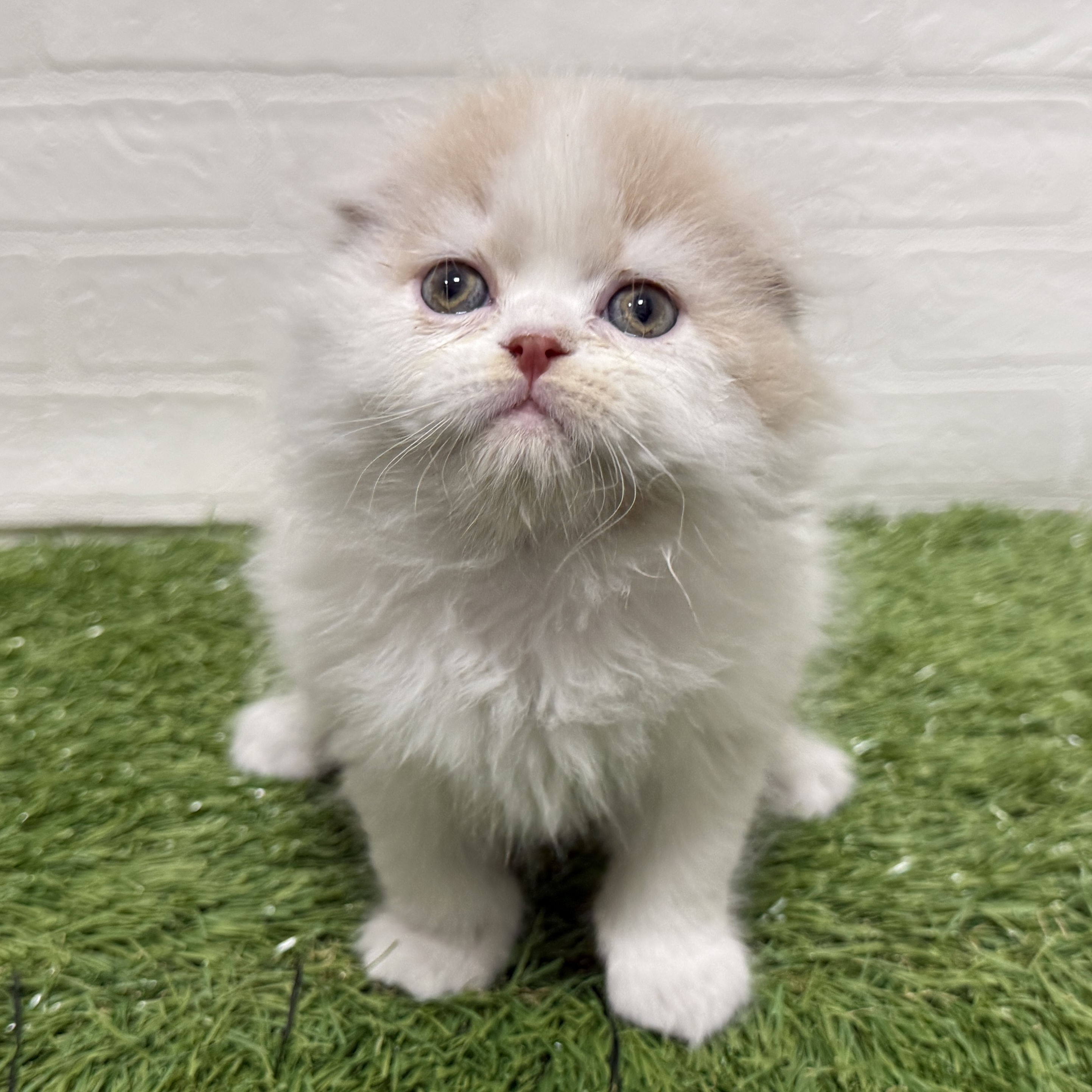 兵庫県のスコティッシュフォールド (ワンニャンハウス神戸北町店/2025年12月22日生まれ/男の子/クリームホワイト)の子猫の3枚目の画像