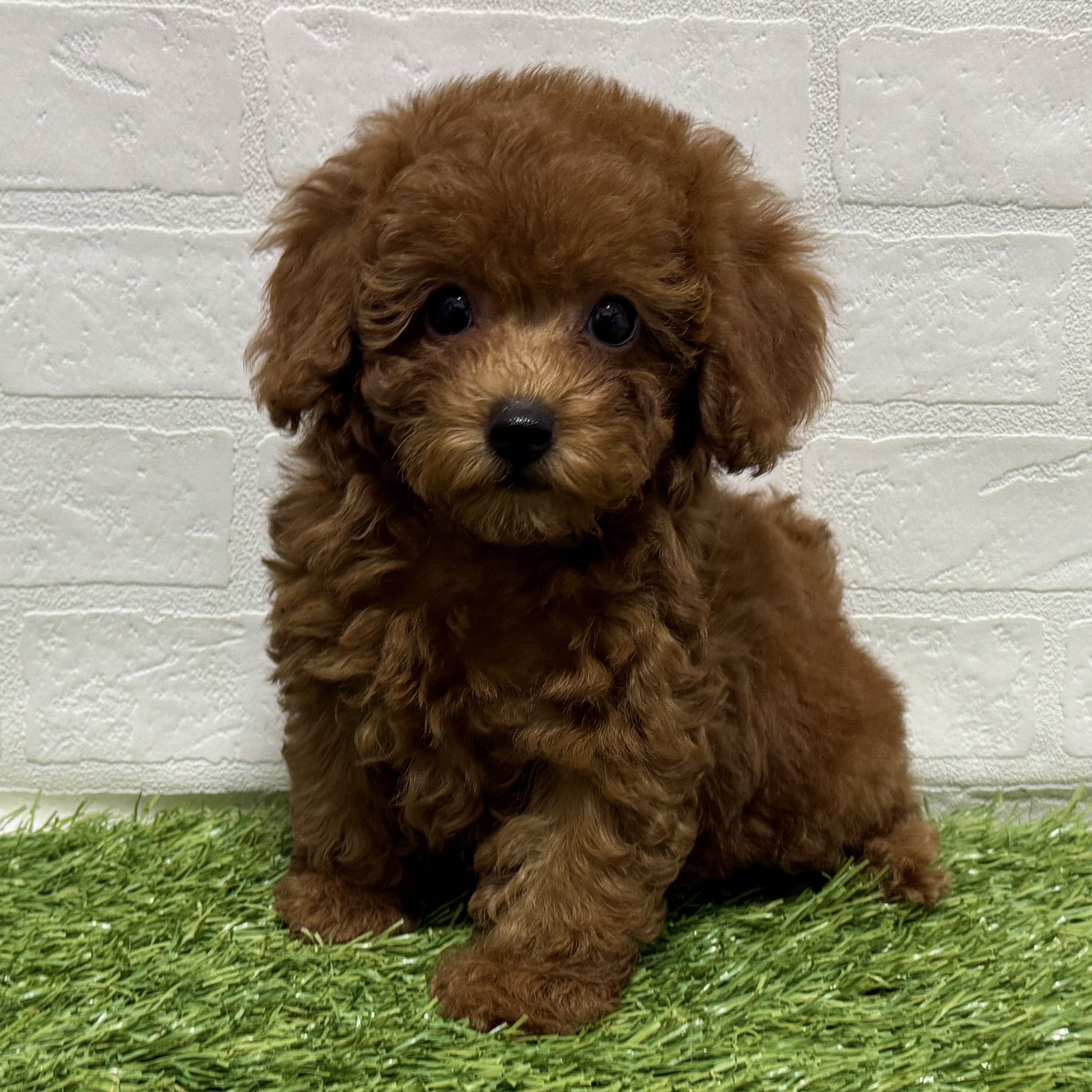 兵庫県のトイプードル(トイ) (ワンニャンハウス神戸北町店/2025年9月28日生まれ/女の子/レッド)の子犬の3枚目の画像