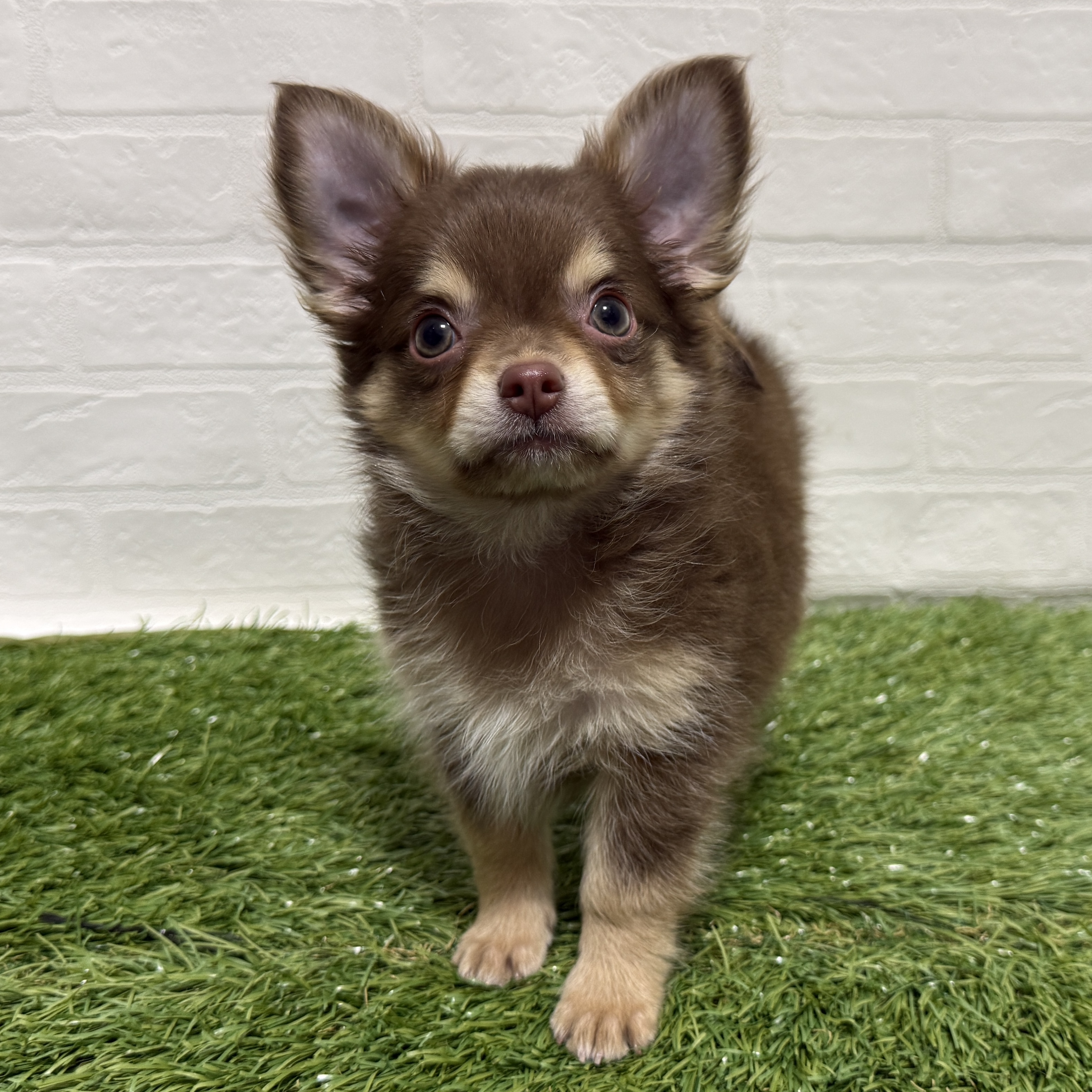 兵庫県のチワワ(ロング) (ワンニャンハウス神戸北町店/2026年1月31日生まれ/男の子/チョコレートクリーム)の子犬の1枚目の画像
