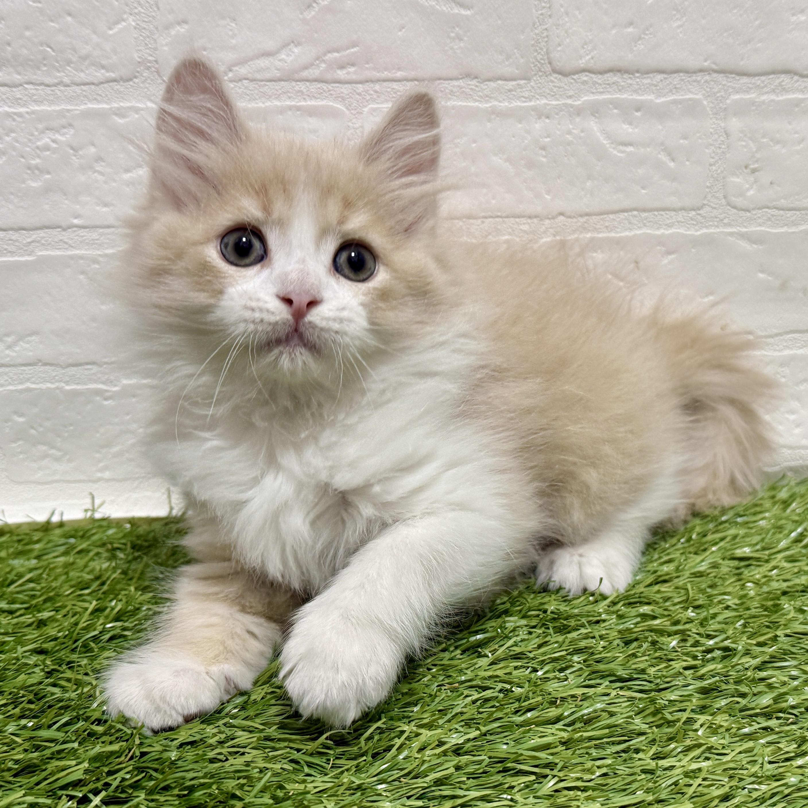 兵庫県のサイベリアン (ワンニャンハウス神戸北町店/2025年9月17日生まれ/男の子/クリームタビーホワイト)の子猫の4枚目の画像