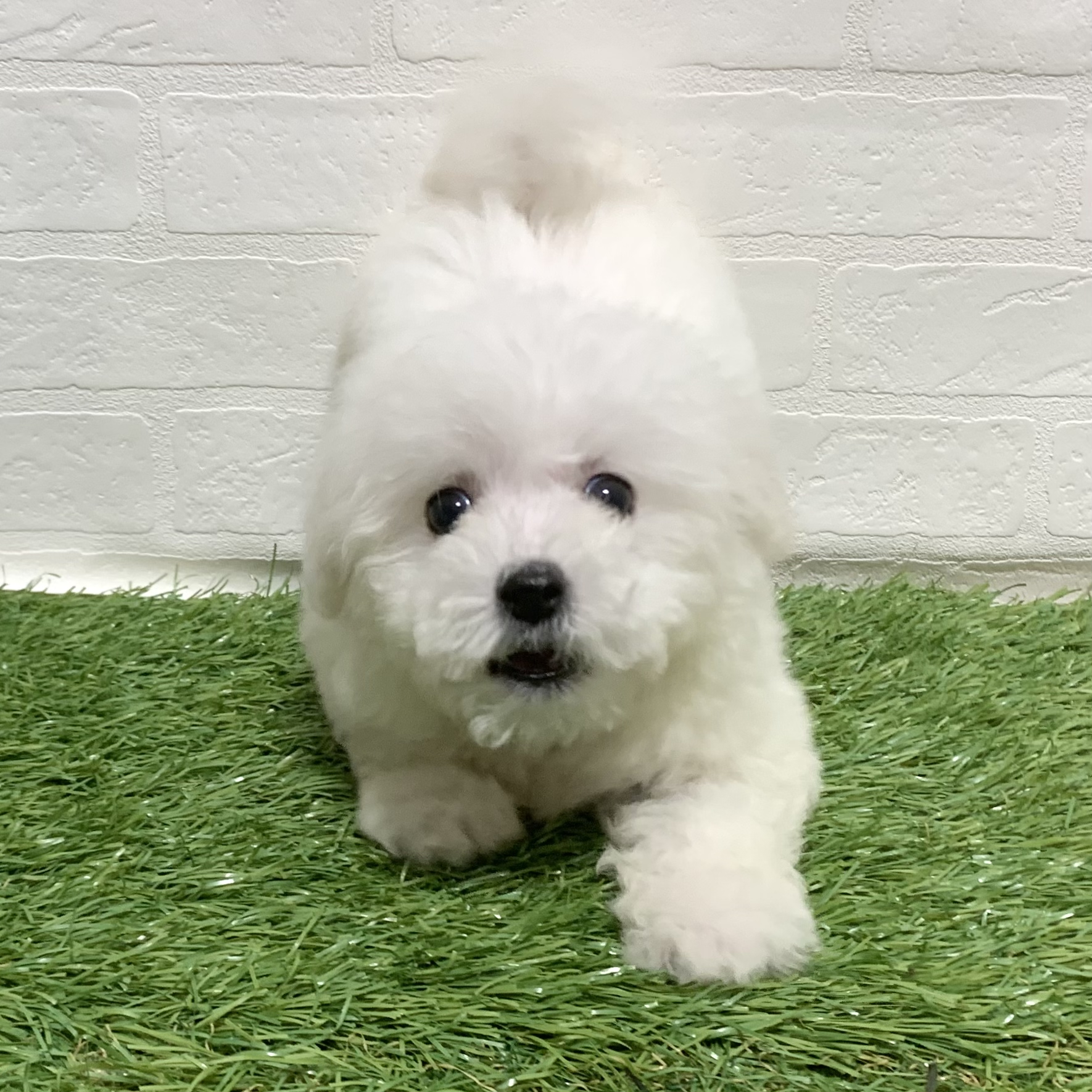 兵庫県のビションフリーゼ (ワンニャンハウス神戸北町店/2025年11月14日生まれ/女の子/ホワイト)の子犬の4枚目の画像