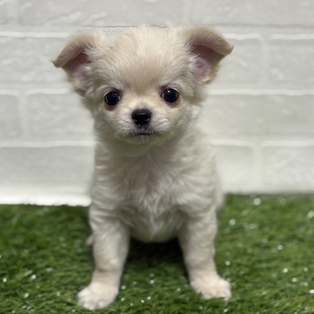 兵庫県のチワワ(ロング) (ワンニャンハウス神戸北町店/2025年10月12日生まれ/男の子/クリーム)の子犬の1枚目の画像