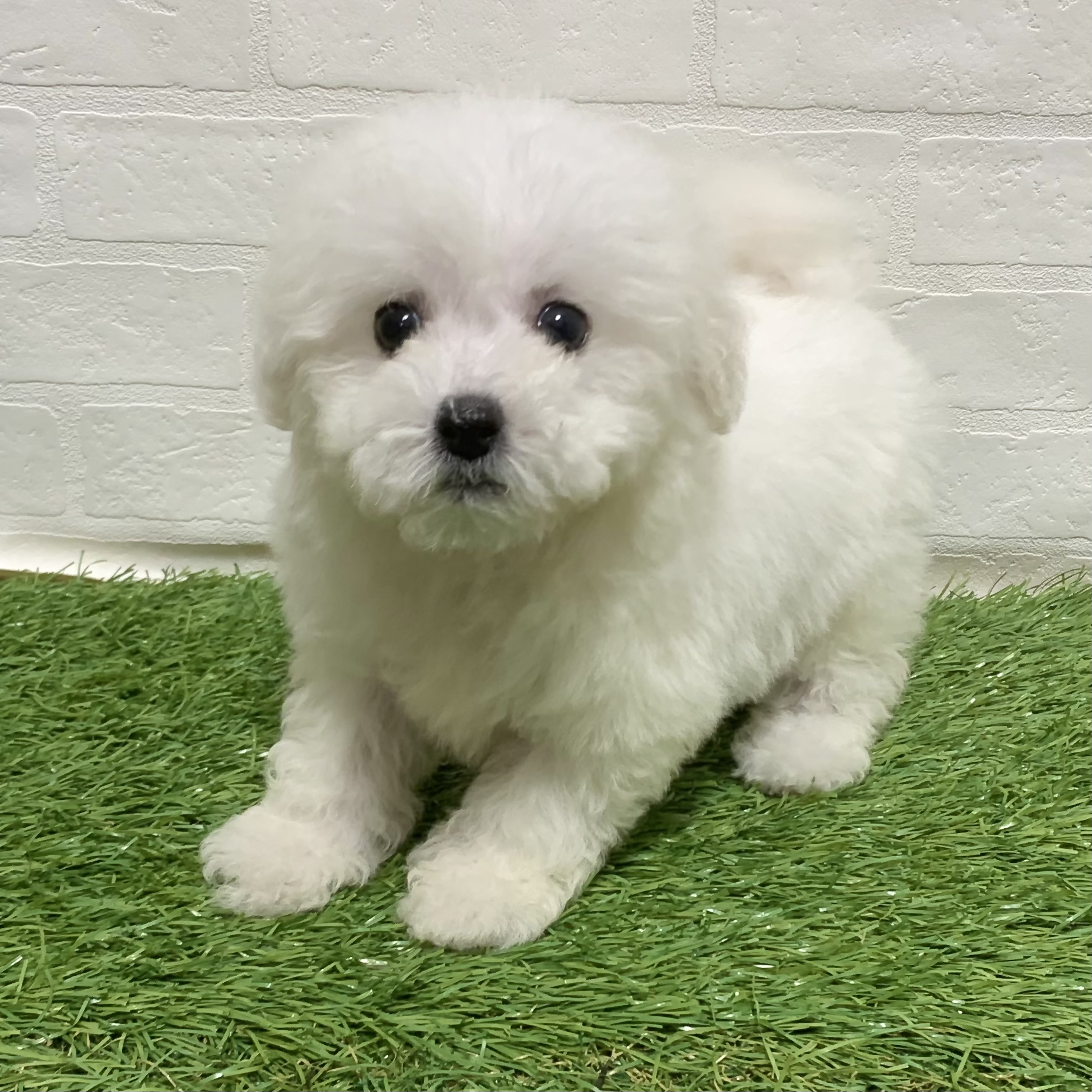 兵庫県のビションフリーゼ (ワンニャンハウス神戸北町店/2025年11月14日生まれ/女の子/ホワイト)の子犬の1枚目の画像
