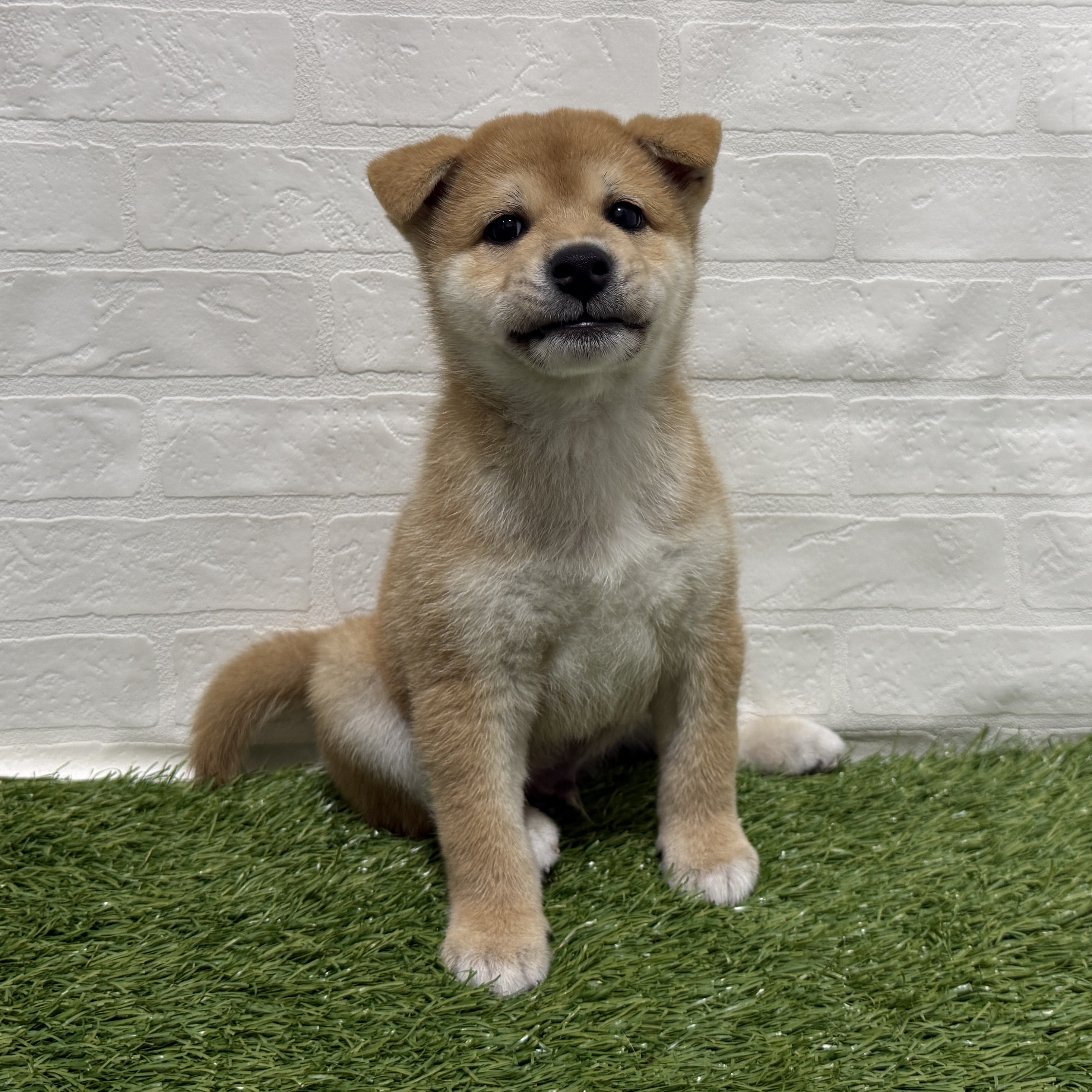 兵庫県の柴犬(標準サイズ) (ワンニャンハウス神戸北町店/2026年4月25日生まれ/男の子/赤)の子犬の1枚目の画像