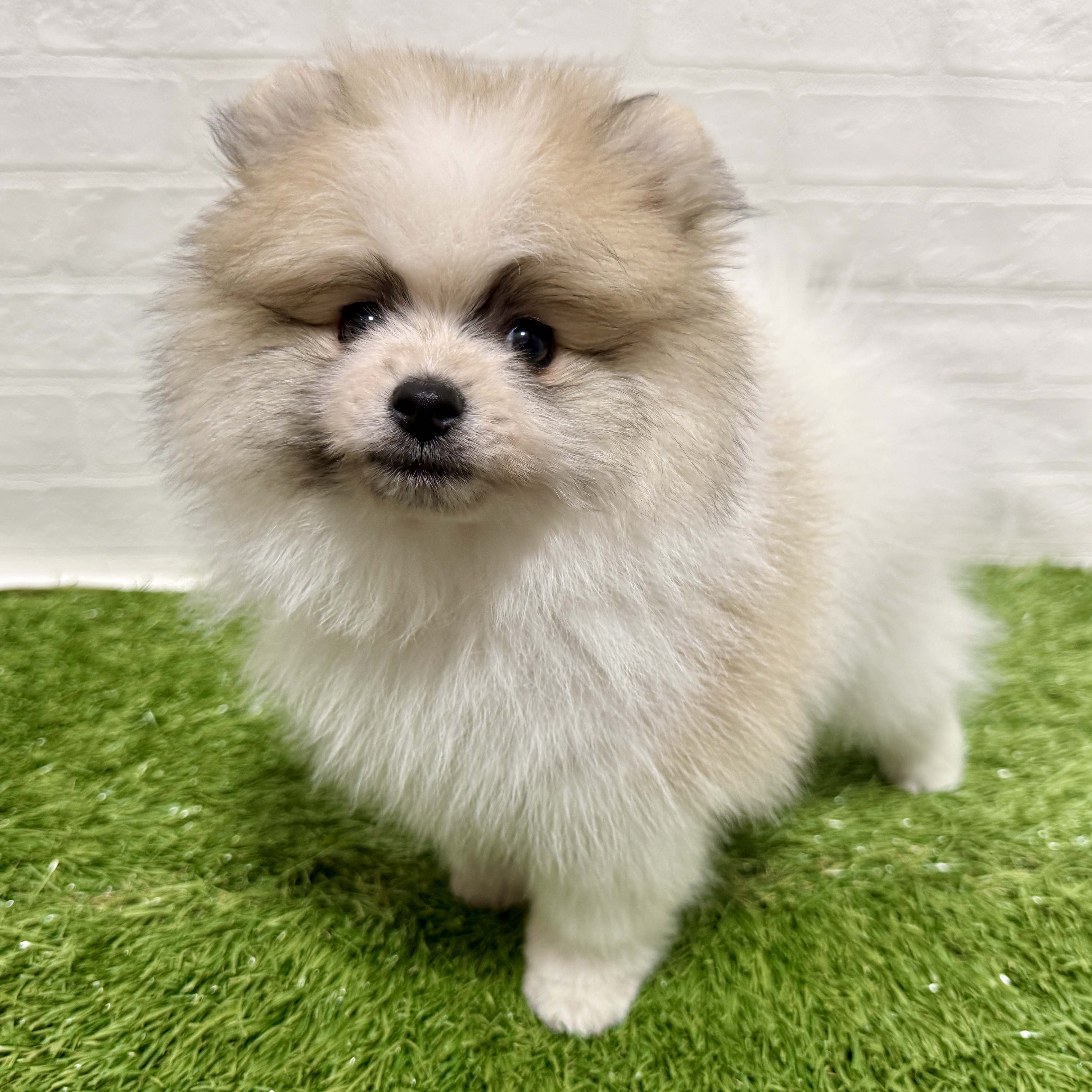 兵庫県のポメラニアン (ワンニャンハウス神戸北町店/2026年1月5日生まれ/男の子/パーティーカラー)の子犬の4枚目の画像