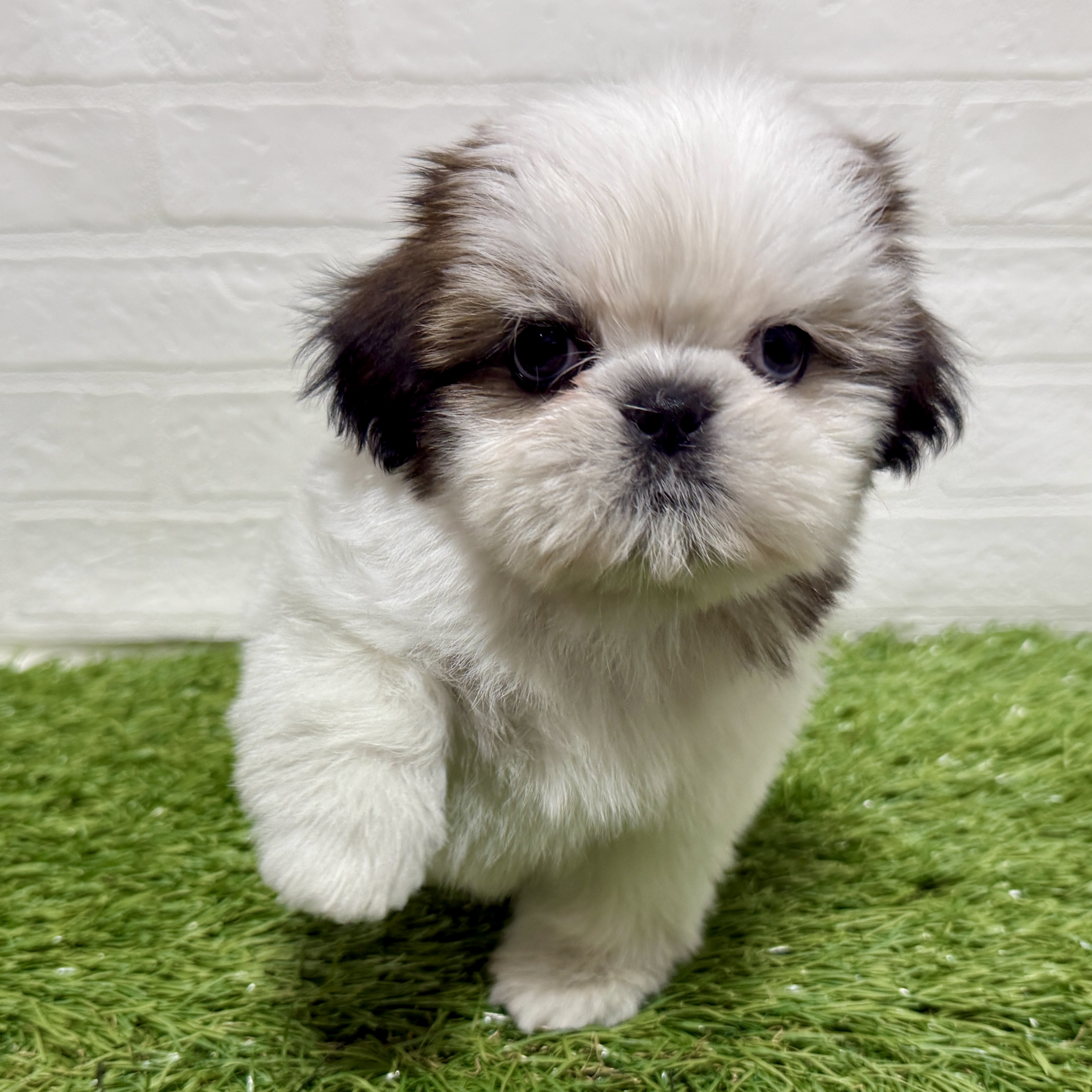 兵庫県のシーズー (ワンニャンハウス神戸北町店/2025年11月10日生まれ/女の子/ホワイトゴールド)の子犬の3枚目の画像