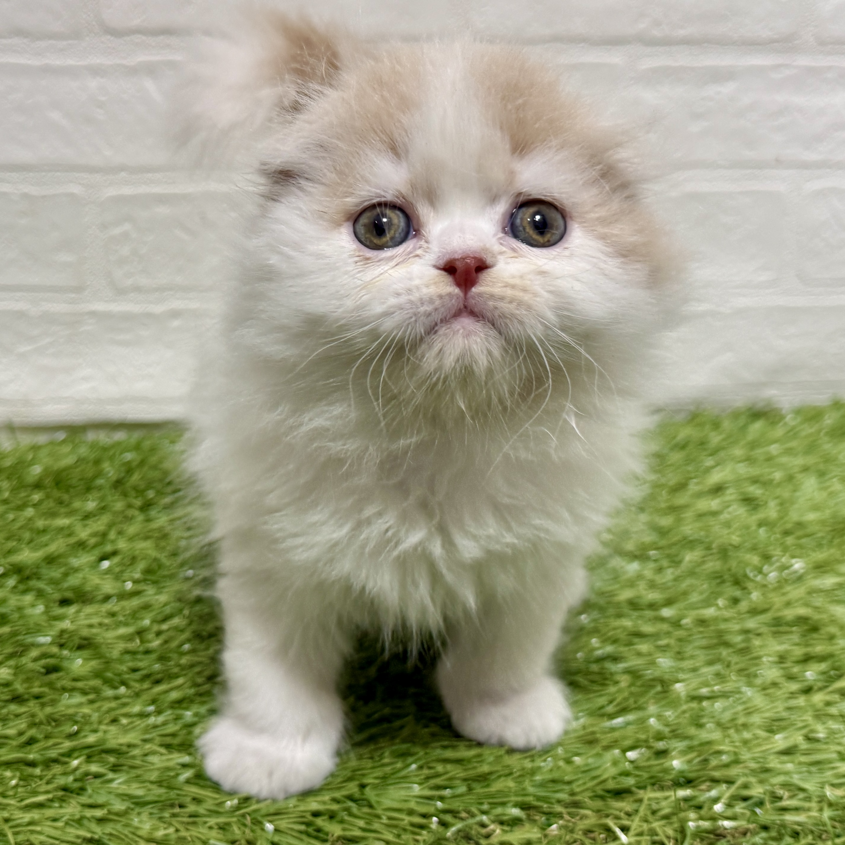 兵庫県のスコティッシュフォールド (ワンニャンハウス神戸北町店/2025年12月22日生まれ/男の子/クリームホワイト)の子猫の1枚目の画像