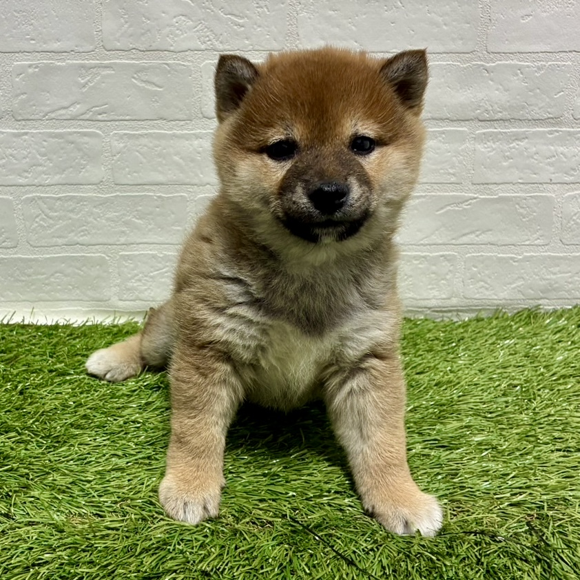 兵庫県の柴犬(標準サイズ) (ワンニャンハウス神戸北町店/2025年12月1日生まれ/女の子/赤)の子犬の3枚目の画像