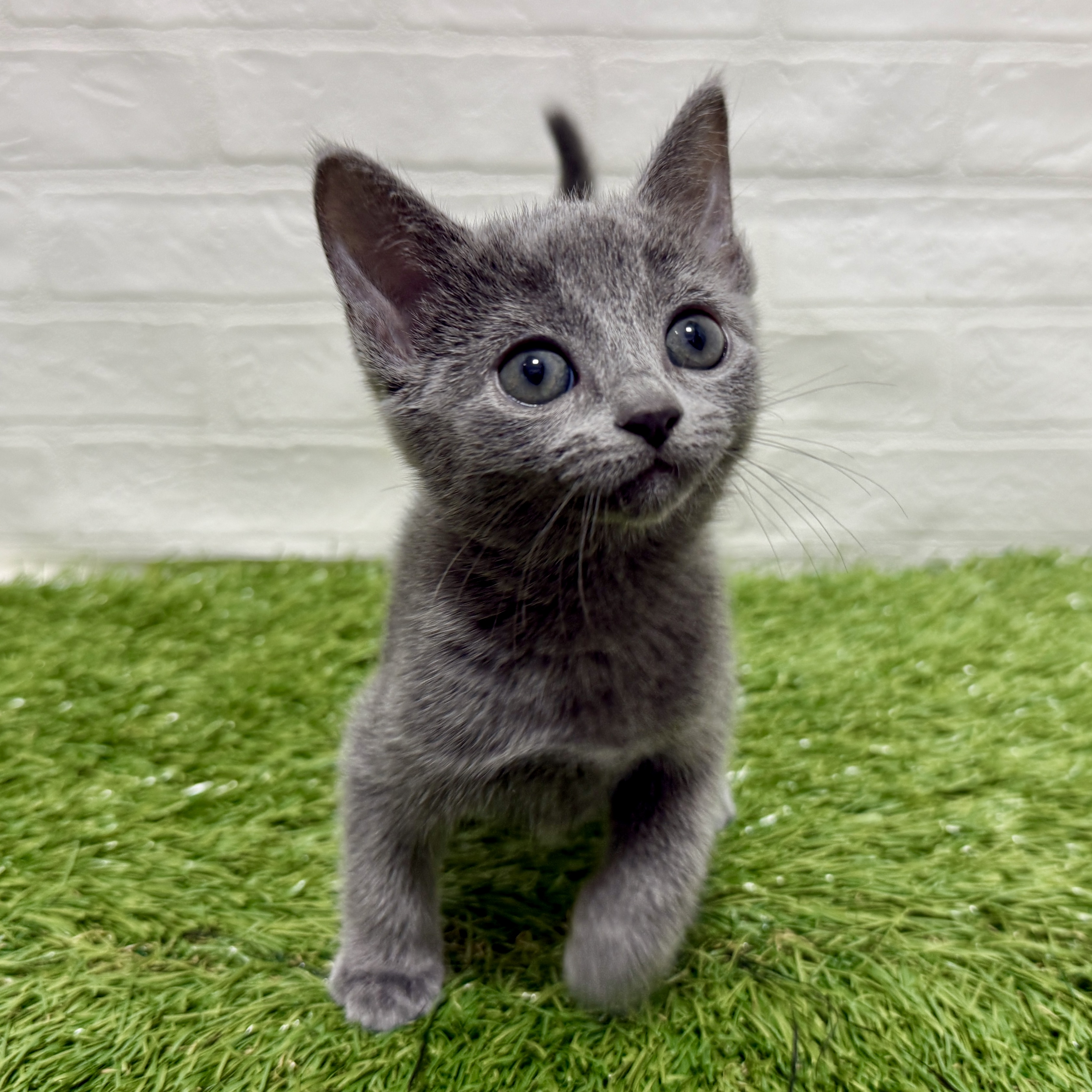 兵庫県のロシアンブルー (ワンニャンハウス神戸北町店/2025年9月12日生まれ/女の子/ブルー)の子猫の2枚目の画像