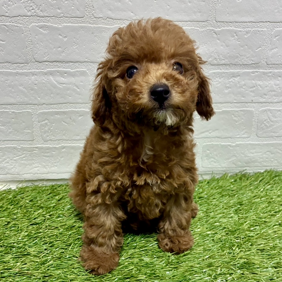 兵庫県のトイプードル(トイ) (ワンニャンハウス神戸北町店/2025年11月22日生まれ/女の子/レッド)の子犬の3枚目の画像