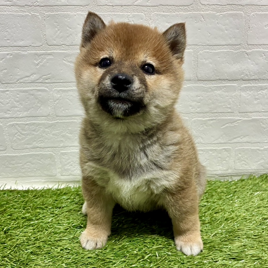 兵庫県の柴犬(標準サイズ) (ワンニャンハウス神戸北町店/2025年12月1日生まれ/女の子/赤)の子犬の4枚目の画像