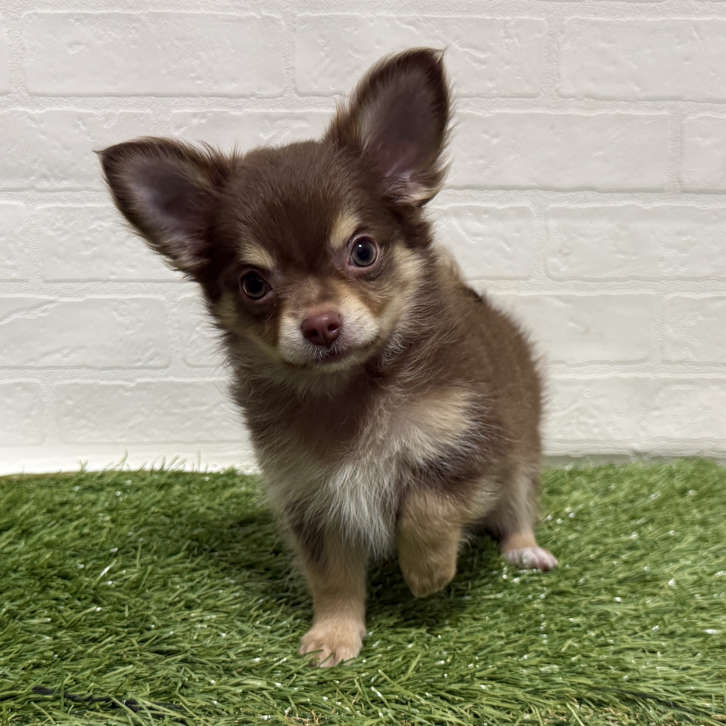 兵庫県のチワワ(ロング) (ワンニャンハウス神戸北町店/2026年1月31日生まれ/男の子/チョコレートクリーム)の子犬の2枚目の画像
