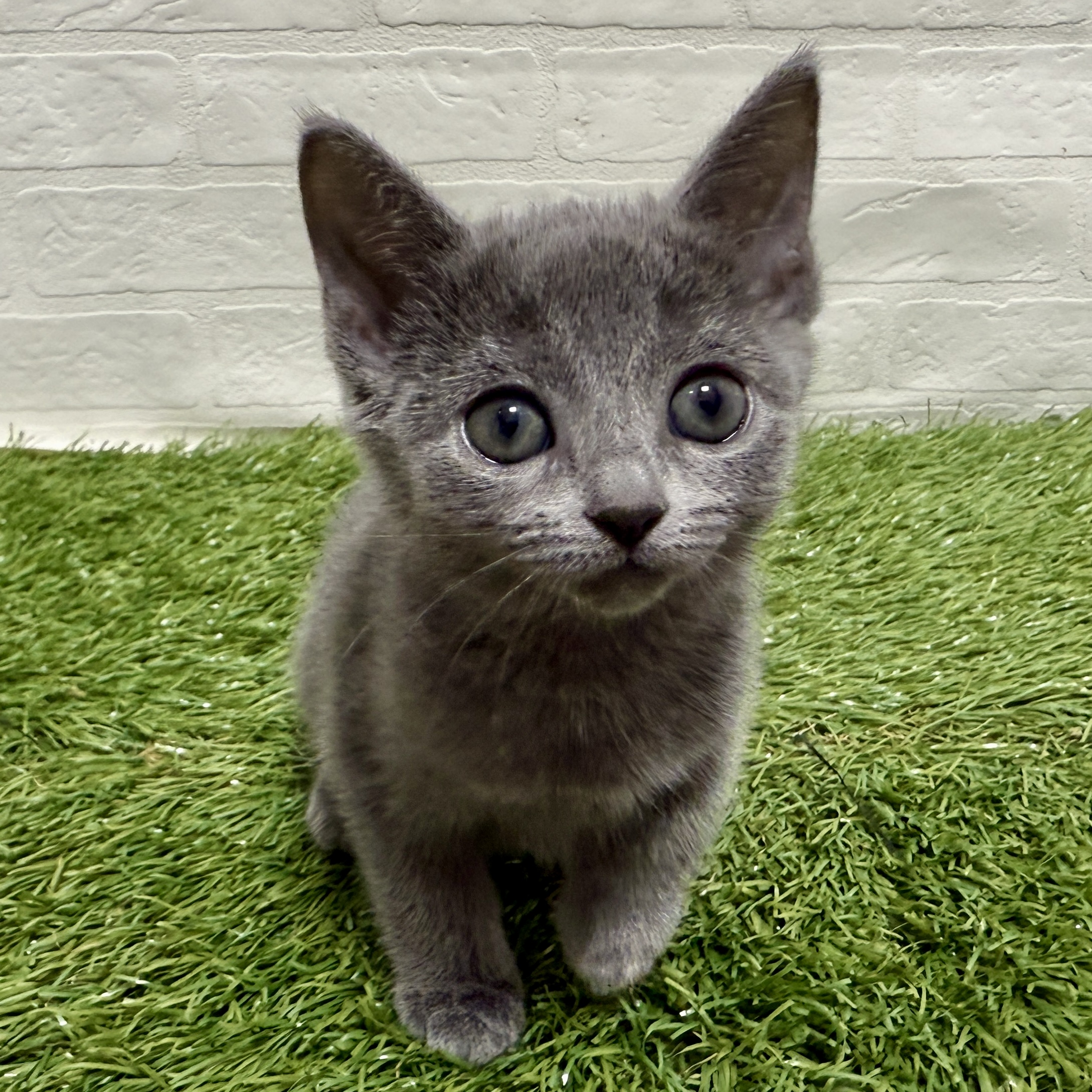 兵庫県のロシアンブルー (ワンニャンハウス神戸北町店/2025年9月12日生まれ/女の子/ブルー)の子猫の1枚目の画像