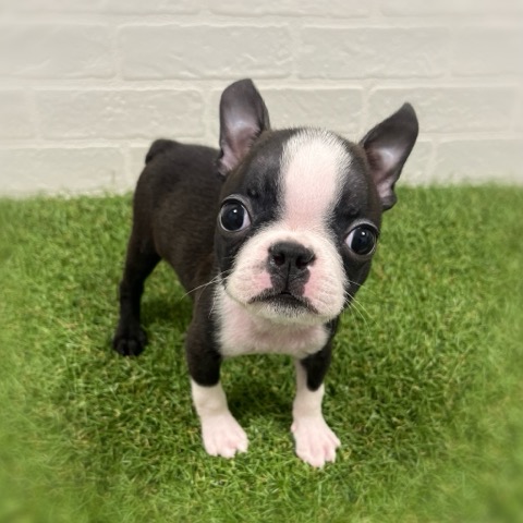 岡山県のボストンテリア (ワンニャンハウス岡山店/2025年11月4日生まれ/男の子/ボストンカラー)の子犬の1枚目の画像