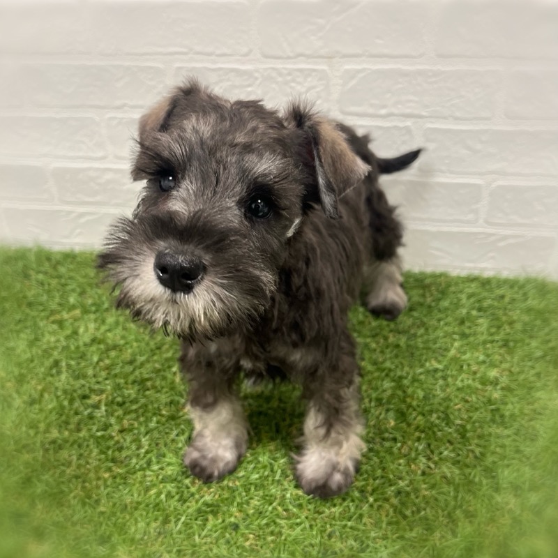 岡山県のミニチュアシュナウザー (ワンニャンハウス岡山店/2025年11月5日生まれ/女の子/ソルトペッパー)の子犬の3枚目の画像