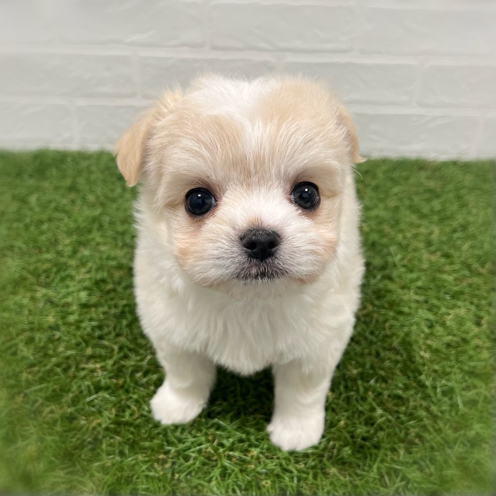 岡山県のチワマル/マルチワ(チワワ×マルチーズ) (ワンニャンハウス岡山店/2026年2月2日生まれ/男の子/クリーム)の子犬