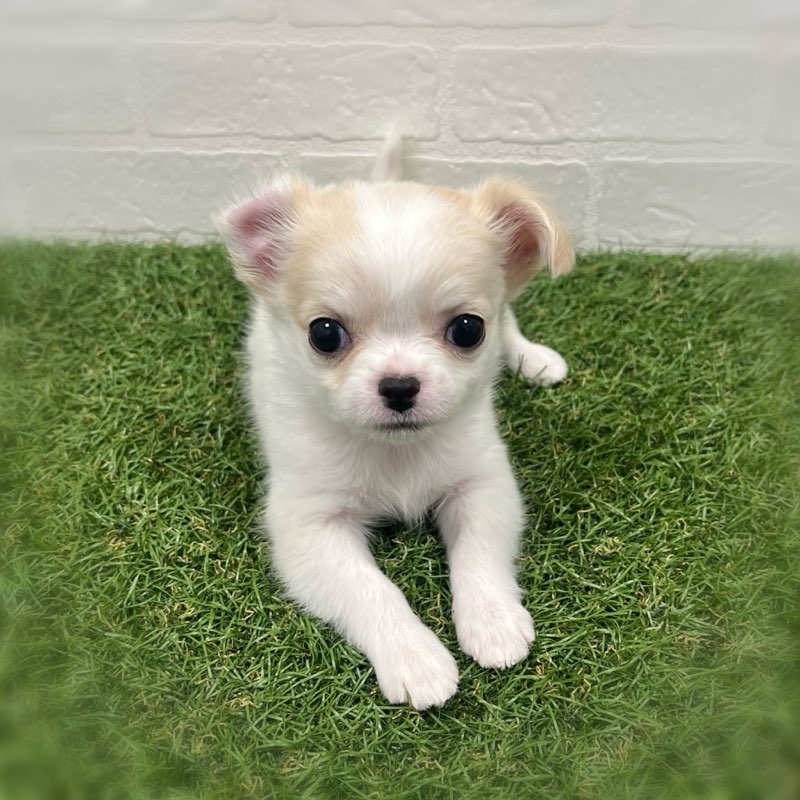 岡山県のチワワ(ロング) (ワンニャンハウス岡山店/2025年11月17日生まれ/女の子/クリームホワイト)の子犬の1枚目の画像