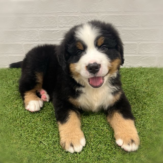 岡山県のバーニーズマウンテンドッグ (ワンニャンハウス岡山店/2026年2月3日生まれ/男の子/ブラックラストホワイト)の子犬の2枚目の画像