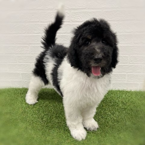 岡山県のスタンダードプードル (ワンニャンハウス岡山店/2025年11月6日生まれ/女の子/ブラックホワイト)の子犬の3枚目の画像