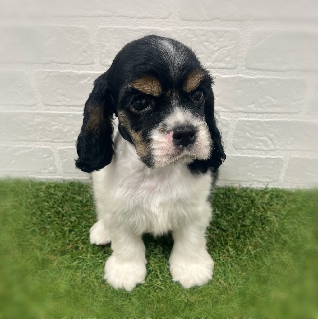 岡山県のアメリカンコッカースパニエル (ワンニャンハウス岡山店/2025年9月6日生まれ/男の子/ホワイトブラックタン)の子犬の2枚目の画像