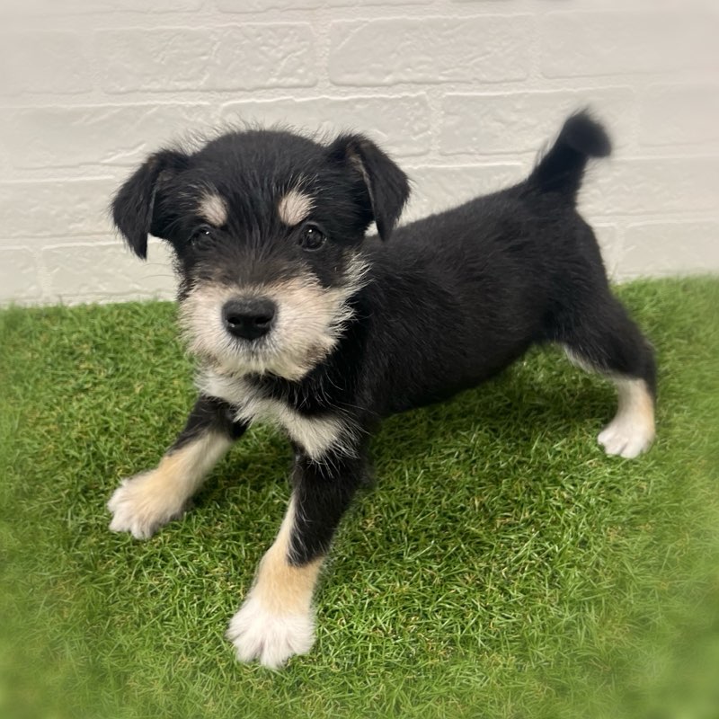 岡山県のハーフ犬・ミックス犬 (ワンニャンハウス岡山店/2025年10月19日生まれ/男の子/黒)の子犬の2枚目の画像