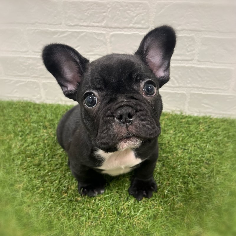 岡山県のフレンチブルドッグ (ワンニャンハウス岡山店/2025年11月22日生まれ/男の子/ブリンドル)の子犬の2枚目の画像
