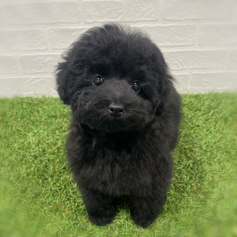 岡山県のトイプードル(トイ) (ワンニャンハウス岡山店/2025年9月22日生まれ/男の子/ブラック)の子犬の3枚目の画像