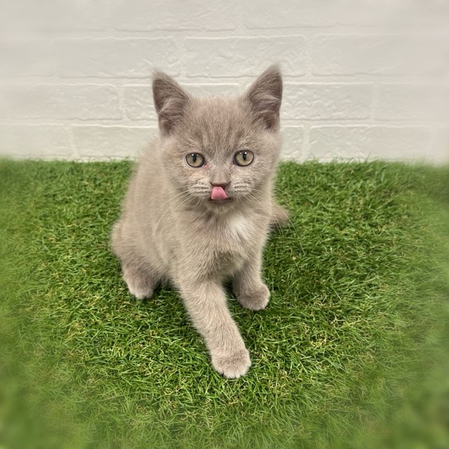 岡山県のブリティッシュショートヘアー (ワンニャンハウス岡山店/2025年8月27日生まれ/女の子/ライラック)の子猫の2枚目の画像