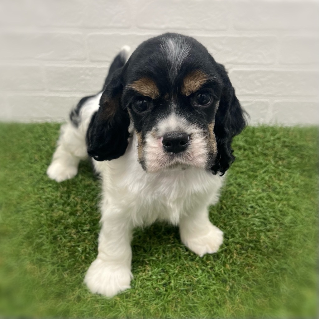 岡山県のアメリカンコッカースパニエル (ワンニャンハウス岡山店/2025年9月6日生まれ/男の子/ホワイトブラックタン)の子犬