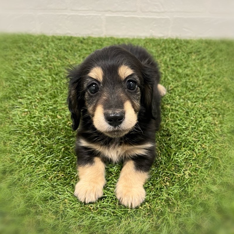 岡山県のミニチュアダックスフンド(ロング) (ワンニャンハウス岡山店/2026年1月26日生まれ/女の子/ブラックイエロー)の子犬