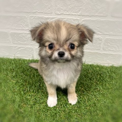 岡山県のチワワ(ロング) (ワンニャンハウス岡山店/2025年11月9日生まれ/男の子/フォーンホワイト)の子犬の1枚目の画像