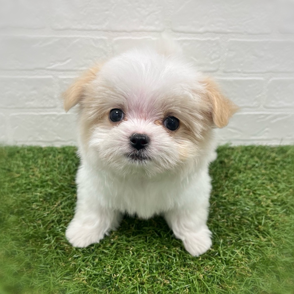 岡山県のチワマル/マルチワ(チワワ×マルチーズ) (ワンニャンハウス岡山店/2026年2月22日生まれ/男の子/ホワイトクリーム)の子犬の1枚目の画像