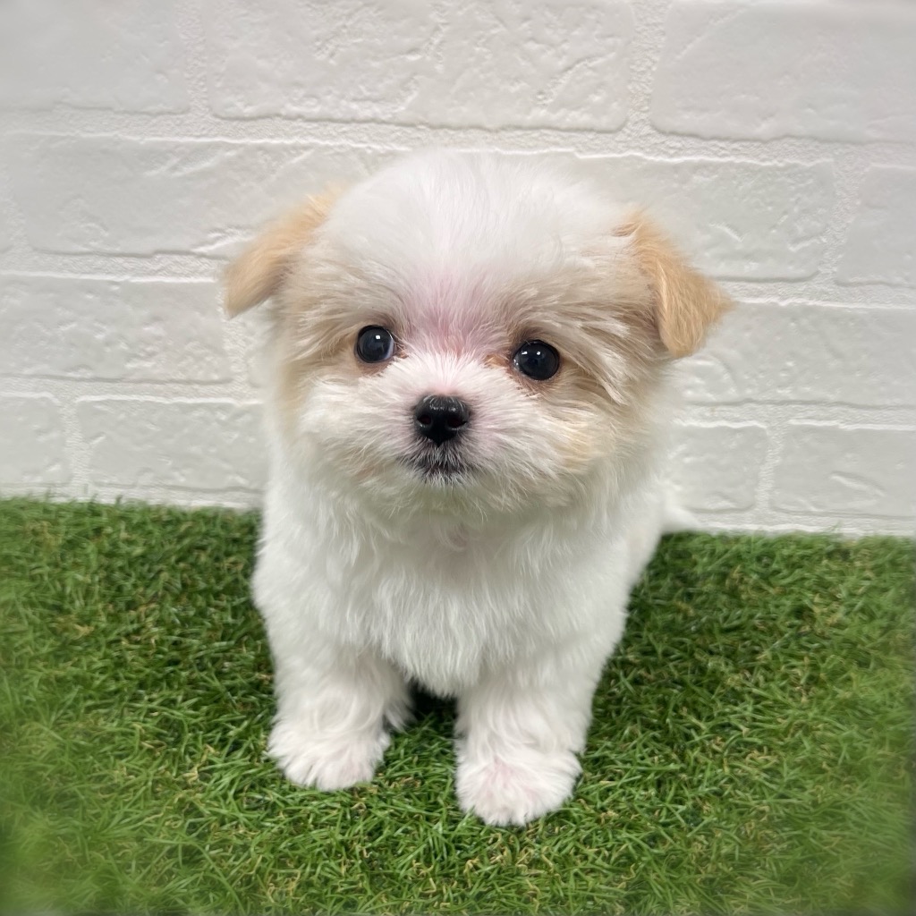 岡山県のチワマル/マルチワ(チワワ×マルチーズ) (ワンニャンハウス岡山店/2026年2月22日生まれ/男の子/ホワイトクリーム)の子犬の2枚目の画像