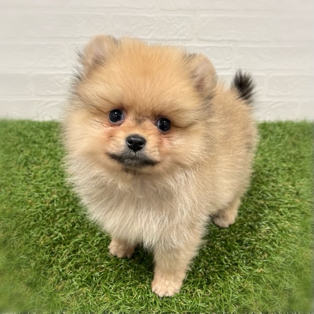 岡山県のポメラニアン (ワンニャンハウス岡山店/2026年1月10日生まれ/男の子/オレンジ)の子犬の1枚目の画像