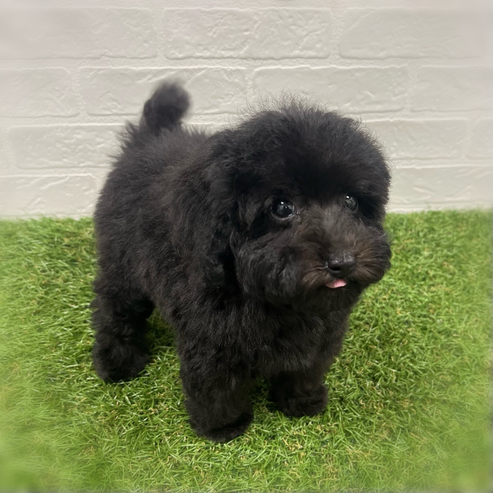 岡山県のトイプードル(トイ) (ワンニャンハウス岡山店/2025年9月13日生まれ/女の子/ブラック)の子犬の2枚目の画像