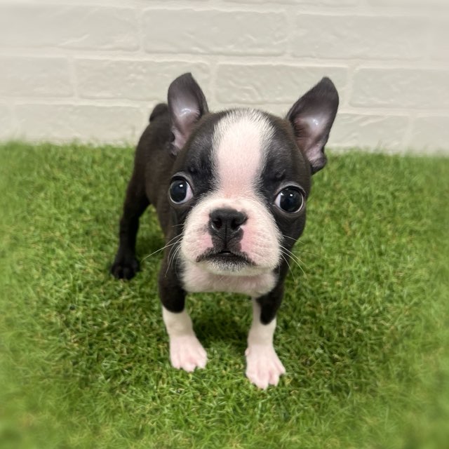 岡山県のボストンテリア (ワンニャンハウス岡山店/2025年11月4日生まれ/男の子/ボストンカラー)の子犬の2枚目の画像