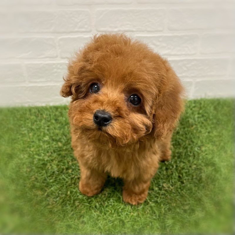 岡山県のトイプードル(トイ) (ワンニャンハウス岡山店/2025年11月15日生まれ/女の子/レッド)の子犬の3枚目の画像