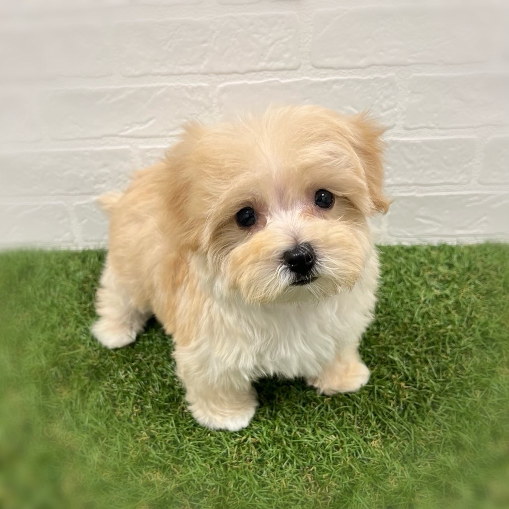 岡山県のマルプー(マルチーズ×プードル) (ワンニャンハウス岡山店/2025年11月17日生まれ/男の子/クリーム)の子犬の3枚目の画像