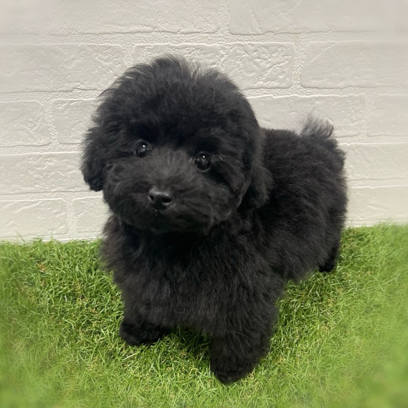 岡山県のトイプードル(トイ) (ワンニャンハウス岡山店/2025年9月22日生まれ/男の子/ブラック)の子犬の1枚目の画像