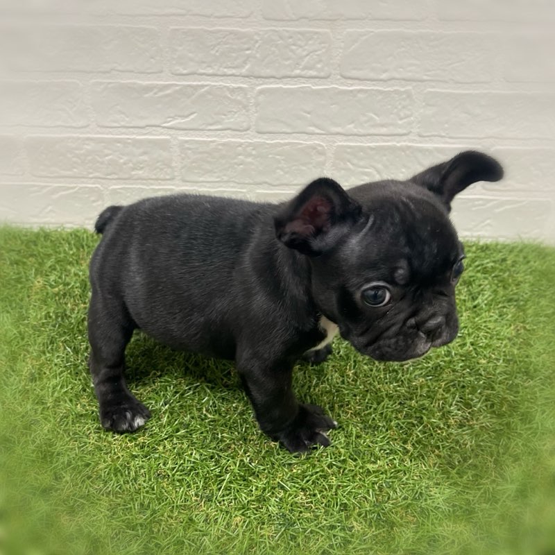 岡山県のフレンチブルドッグ (ワンニャンハウス岡山店/2025年11月22日生まれ/男の子/ブリンドル)の子犬の3枚目の画像