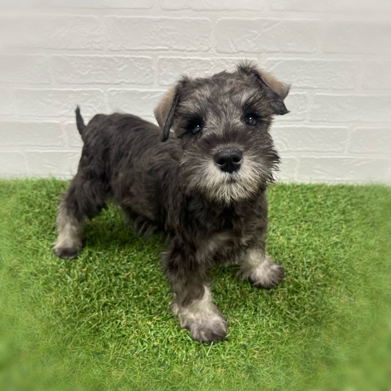 岡山県のミニチュアシュナウザー (ワンニャンハウス岡山店/2025年11月5日生まれ/女の子/ソルトペッパー)の子犬の1枚目の画像