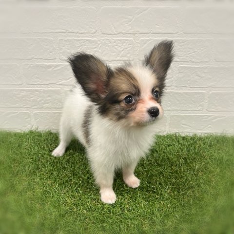 岡山県のパピヨン (ワンニャンハウス岡山店/2025年11月9日生まれ/女の子/ホワイトセーブル)の子犬の2枚目の画像