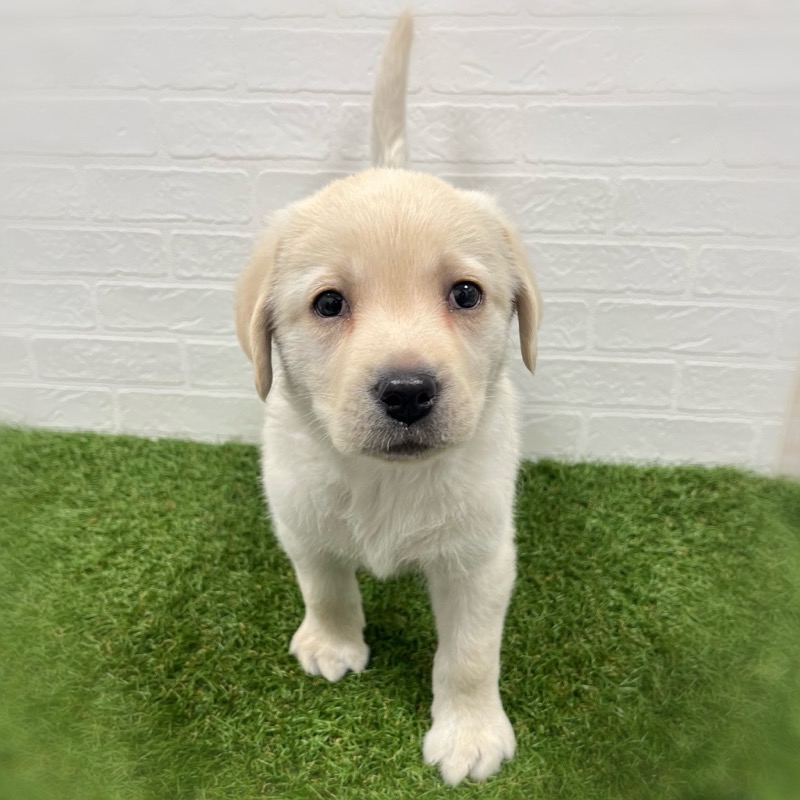 岡山県のラブラドールレトリーバー (ワンニャンハウス岡山店/2026年1月25日生まれ/女の子/イエロー)の子犬