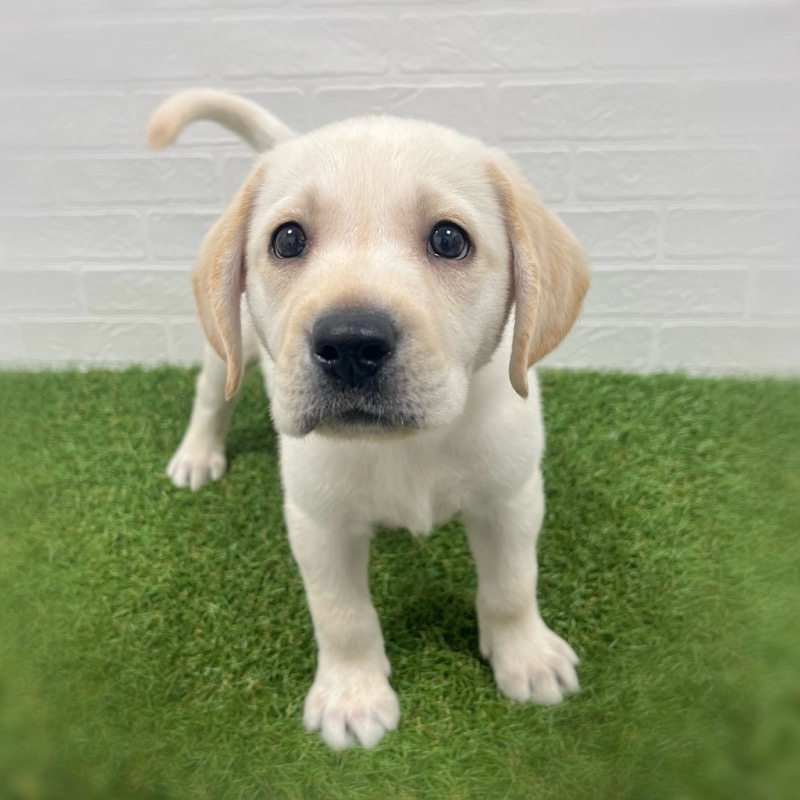 岡山県のラブラドールレトリーバー (ワンニャンハウス岡山店/2025年9月29日生まれ/男の子/イエロー)の子犬の3枚目の画像